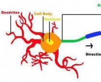 Строение и функции нервной системы